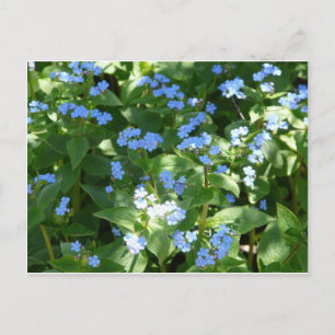 flower,forget-me-not postcard