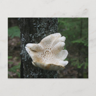 Flower Fungus Postcard