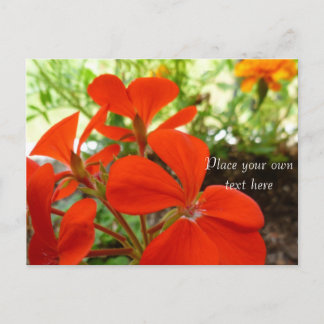 flower garden postcard