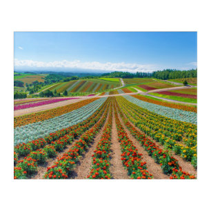 Flower Garden Shikisai No Oka Flower Farm Acrylic Print