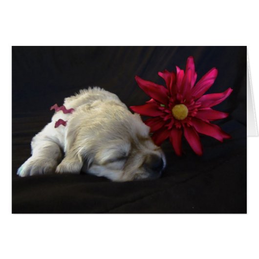 Flower Grace Cards (Front Horizontal)