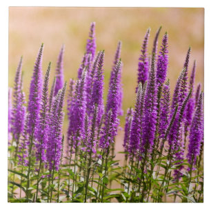 Flower - I dream of lavender Tile