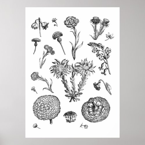 Flower Illustrations _ Flower Drawings Poster