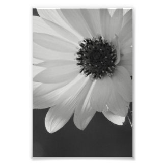 Flower in B/W Photo Print