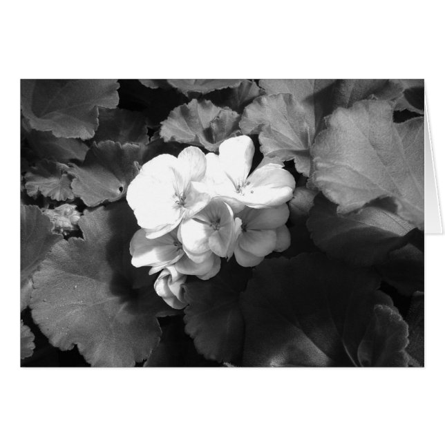 Flower in Black and White Cards (Front Horizontal)