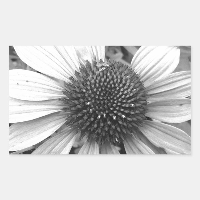 Flower in black and white rectangular sticker (Front)