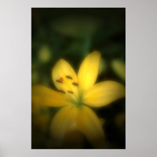 Flower in Soft Light Poster
