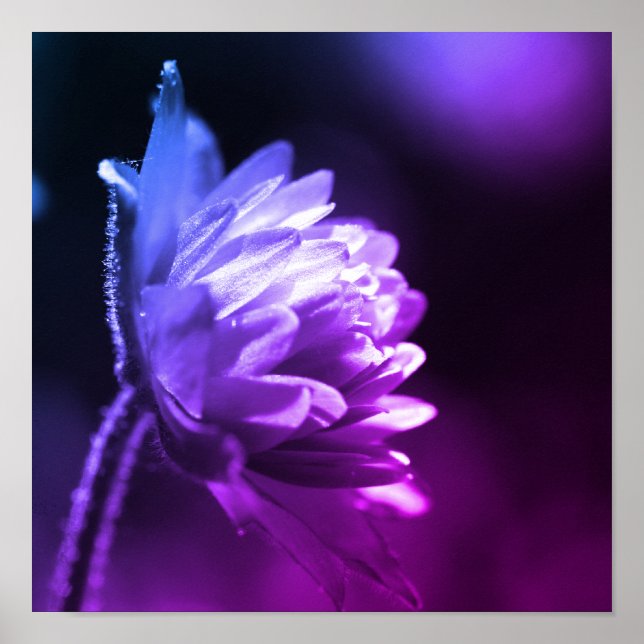 Flower In Sunlight Black And White Color Tint Poster (Front)