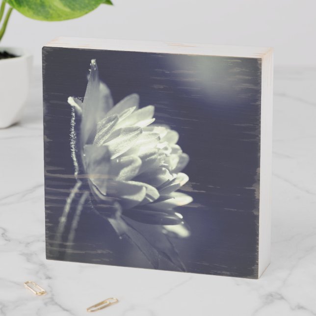 Flower In Sunlight Black And White   Wooden Box Sign (In Situ Horizontal)