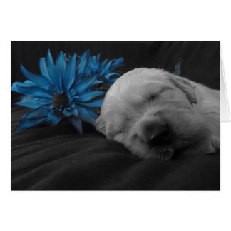 Flower Levi Cards