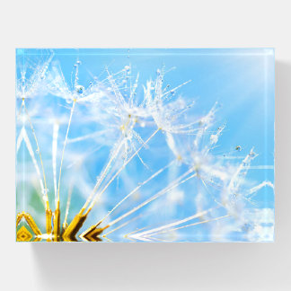 Flower Lover | Beautiful Dandelion Flower Paperweight