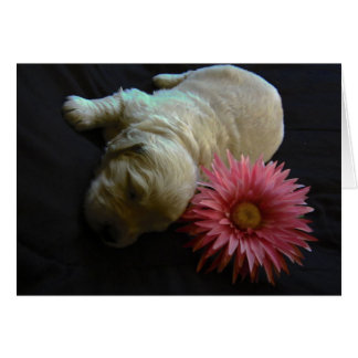 Flower Lucy Cards