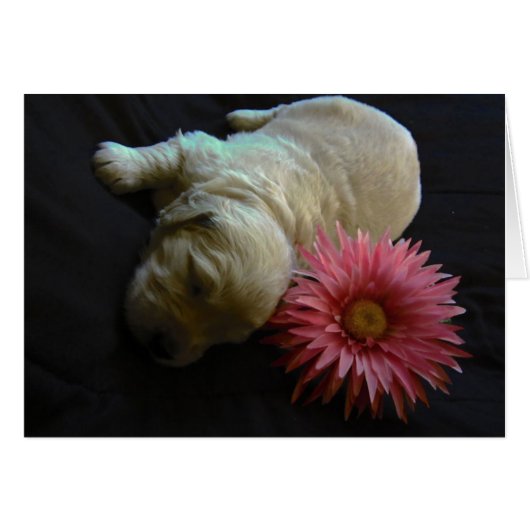 Flower Lucy Cards (Front Horizontal)