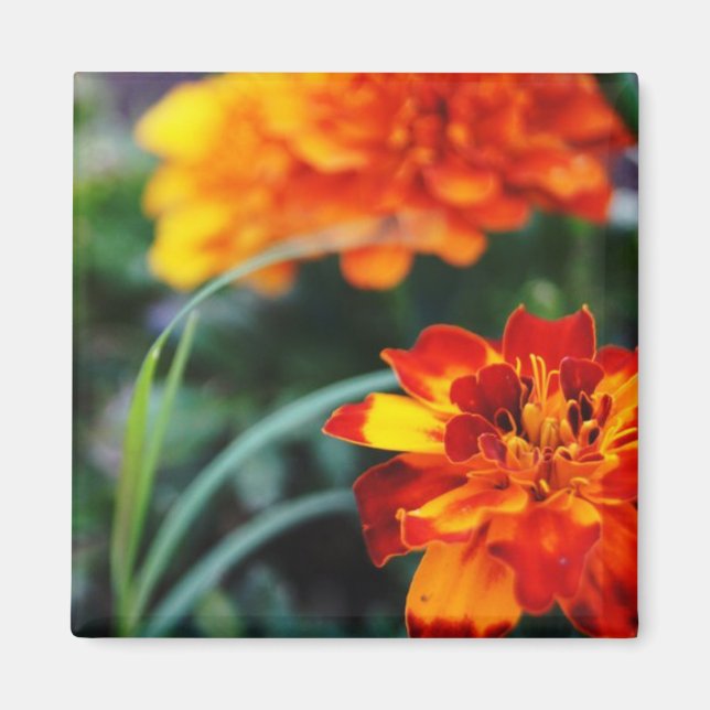 Flower Magnant Magnet (Front)