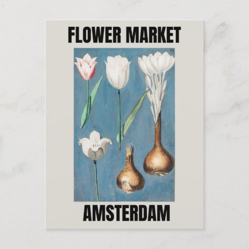 Flower Market Amsterdam Vintage Tulip  Postcard