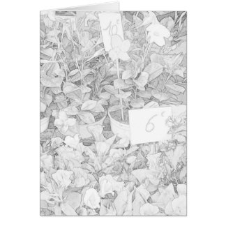 Flower Market Coloring Cards