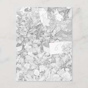 Flower Market Coloring Postcard