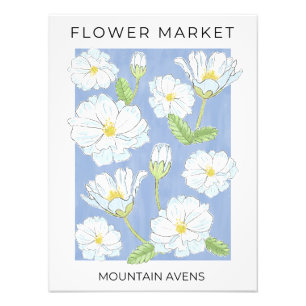 Flower Market White Alpine Mountain Aven flowers Photo Print