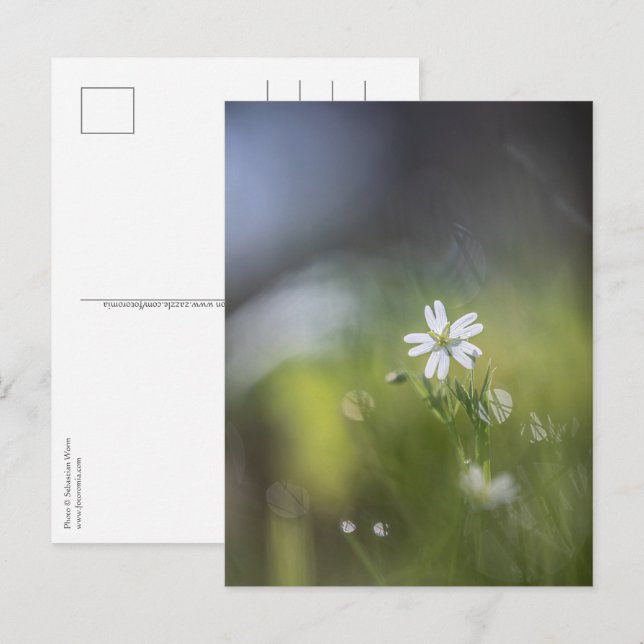 Flower Nature Photo Postcard (Front/Back)