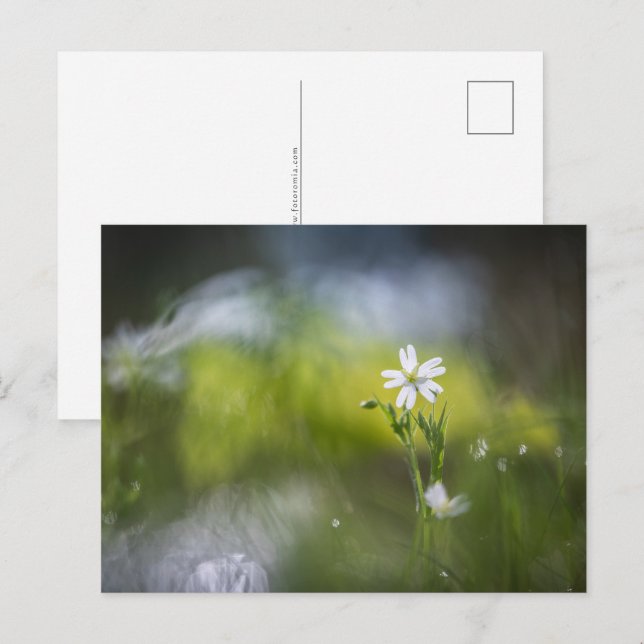 Flower Nature Photo Postcard (Front/Back)