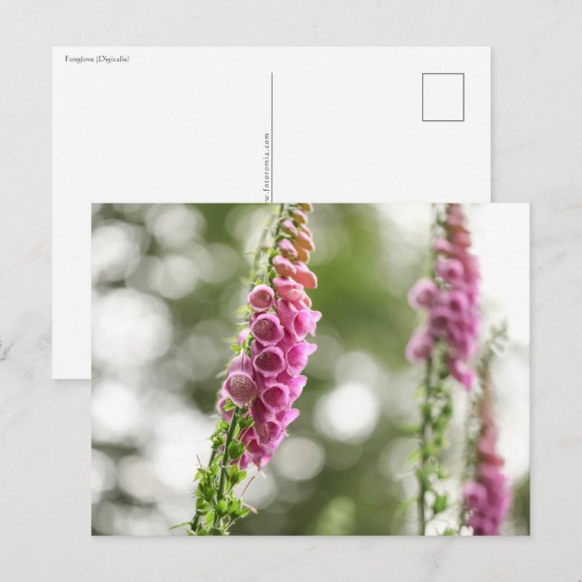  Flower Nature Photo Postcard (Front/Back)