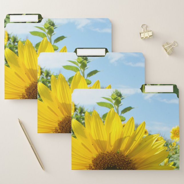 flower, nature, sunflower, summer, blossom, plant, file folder (Set)