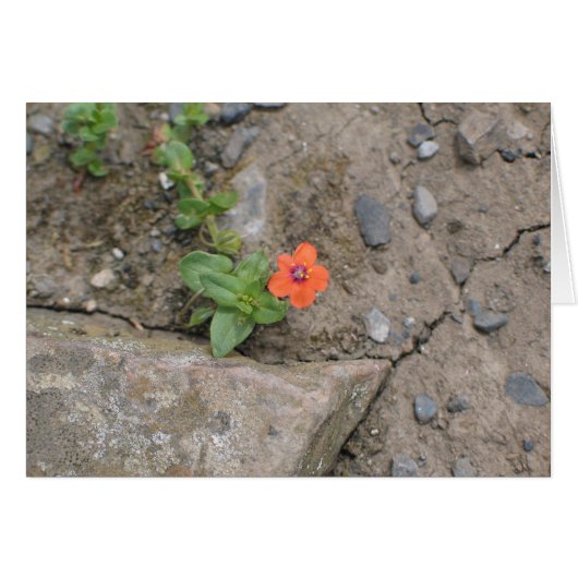 Flower, Newgrange, Northern Ireland (Front Horizontal)