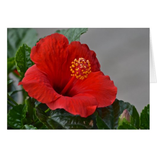 Flower Notecard (Front Horizontal)