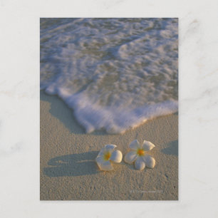 Flower of Beach Postcard