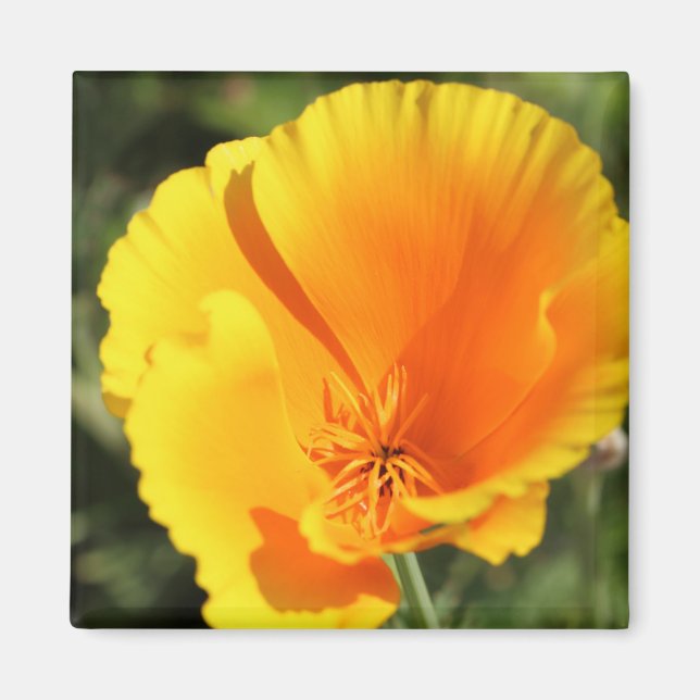 Flower of California poppy Magnet (Front)