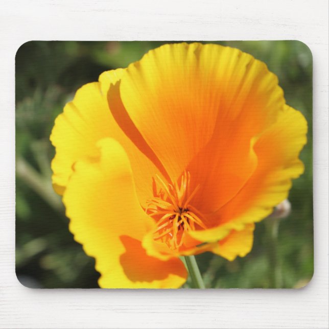 Flower of California poppy Mouse Pad (Front)