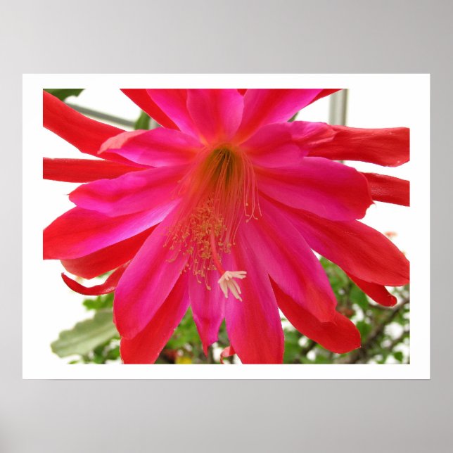 Flower of Love Poster (Front)