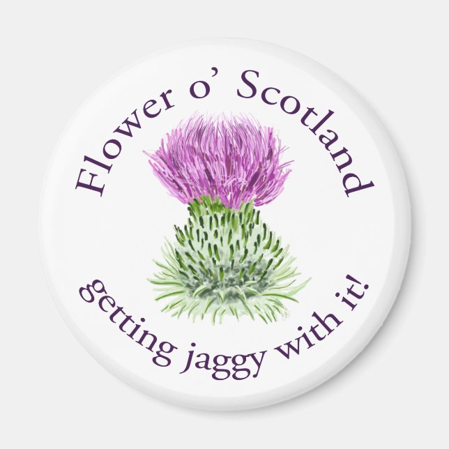 Flower of Scotland - getting jaggy with it! Magnet (Front)