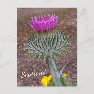Flower of Scotland, the Thistle Postcard