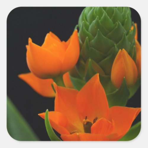 Flower of the Star of Bethlehem Plant Square Sticker