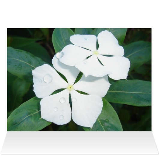 Flower Offering * (Inside Horizontal (Top))