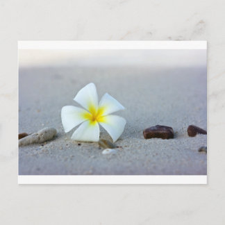 Flower on beach postcard