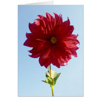Flower on the Sky Cards