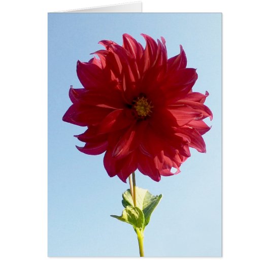 Flower on the Sky Cards (Front)