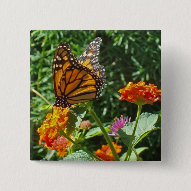Flower Orange Monarch Butterfly Photo Nature Button (Front)
