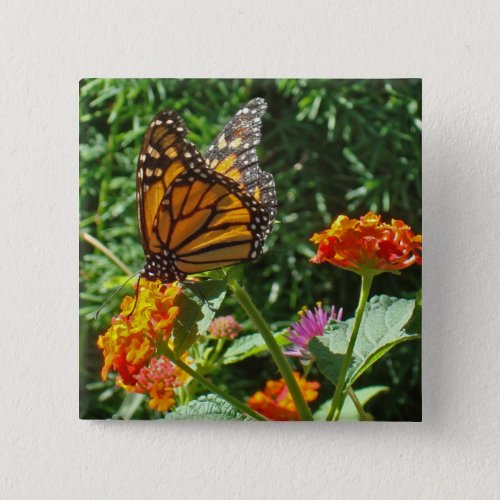 Flower Orange Monarch Butterfly Photo Nature Button
