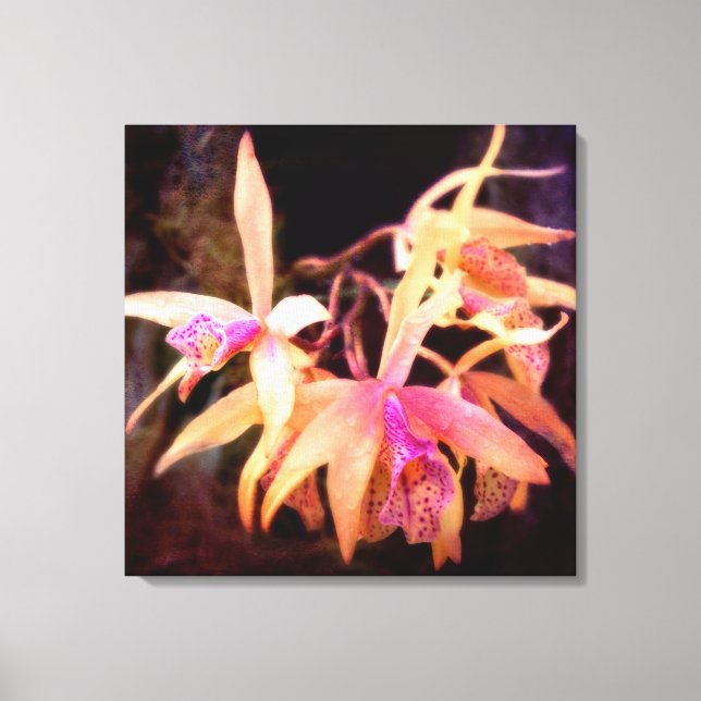 Flower - Orchid - Laelia - Midnight Passion Canvas Print (Front)