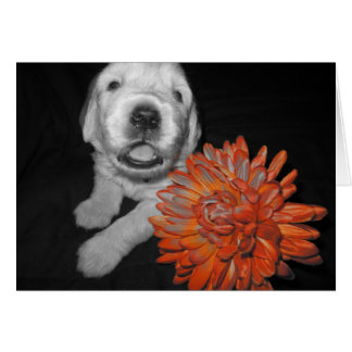 Flower Penny Cards