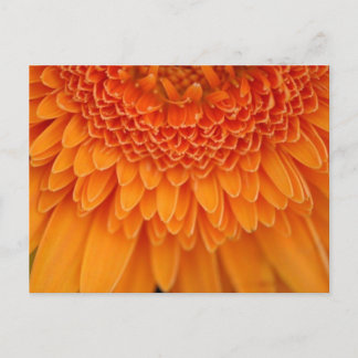 Flower Petal - Postcard