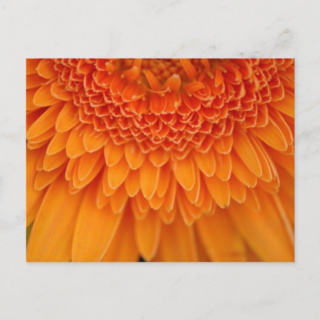 Flower Petal - Postcard (Front)