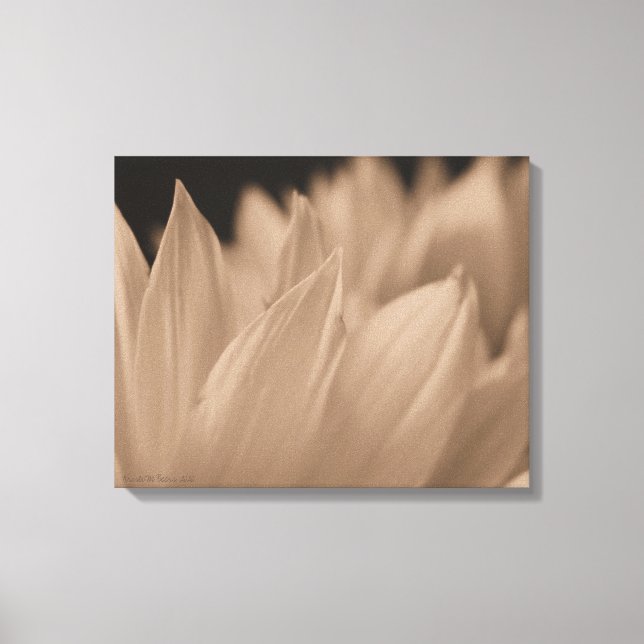 Flower Petals in Sepia Tone Canvas Print (Front)