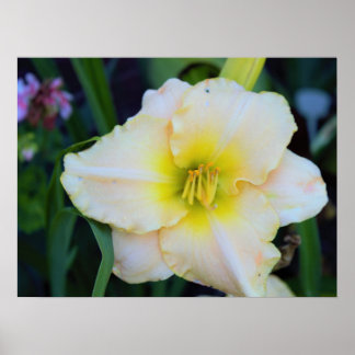 Flower Photo Poster