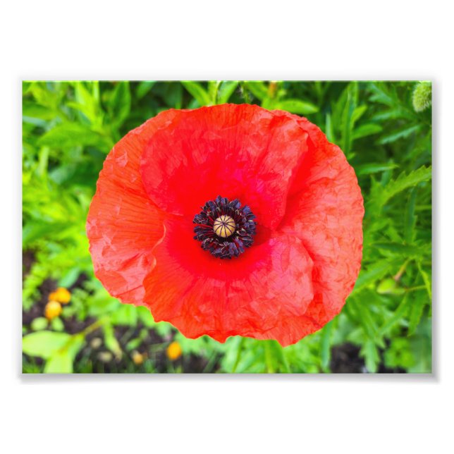 Flower Photo Print (Front)