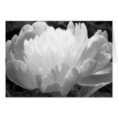 Flower Photography Peony Cards (Front Horizontal)