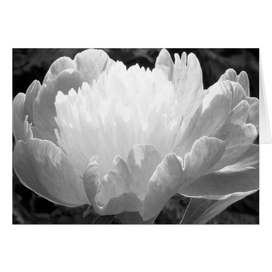 Flower Photography Peony Cards (Front Horizontal)